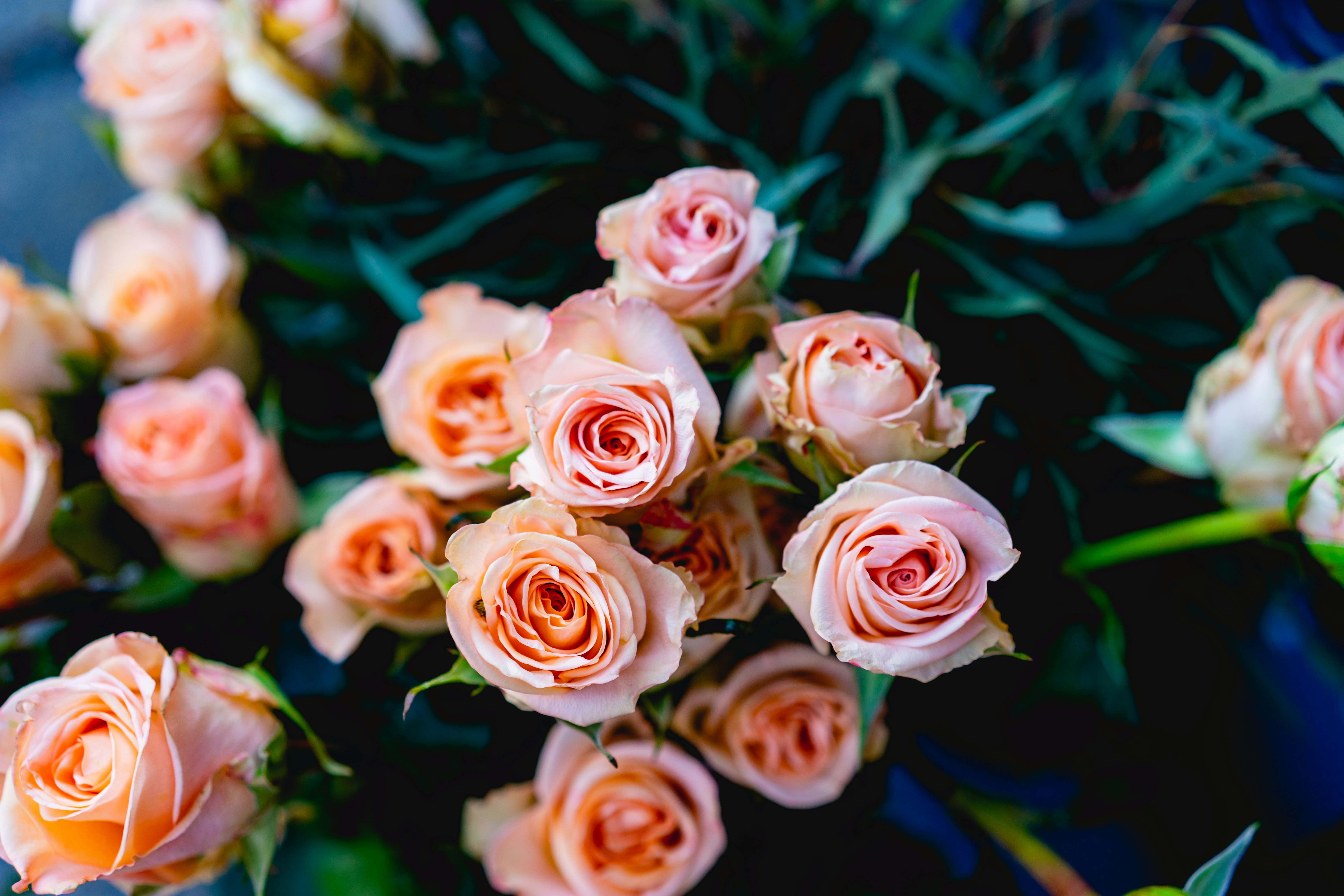 pink flowers